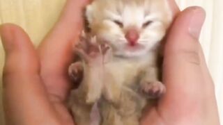 cute kittens ???? anak kucing yang sangat