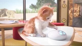 A cute and innocent cat