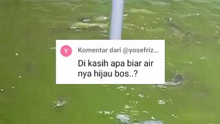 Air kolam HIJAU ini bukan pakai PEWARNA atau perasan DAUN PEPAYA