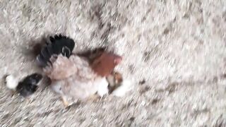The cheldron of hen???????????? virol video 2024