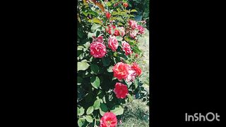 Flowers lover