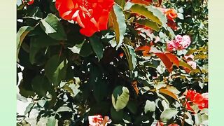 Flowers lover