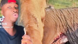 Why You Should AVOID Dead Elephants