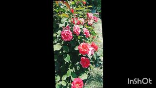 Flowers lover