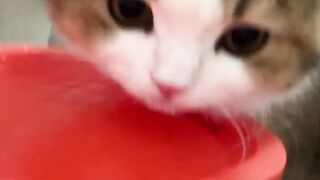 Kitty drink water