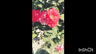 Flowers lover