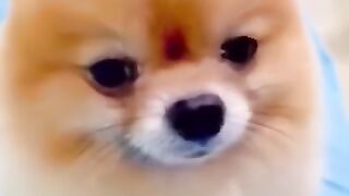 KUCING LUCU _ CUTE CAT #short #funny #shorts #video #tiktok #cat #lovers #animals #kucing #lucu