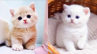 ????Cats Doing Cat Things????