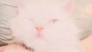 Cat nice,#virel#subscribe#post #follow