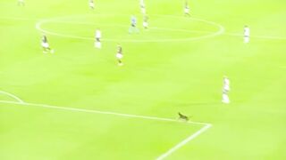 "A Dog Rushes Onto the Field and Snatches During a Soccer Match"