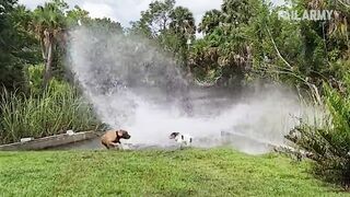 Damn Nature You Crazy | Insane Animal Fails