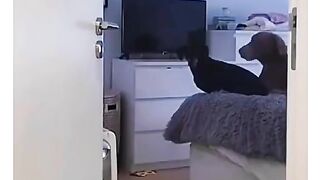 Funny dogs watching tv show