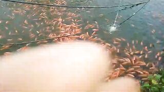 ????????Echándole a comer los pescaditos ????????