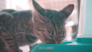 Cat cute