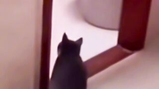 #shorts #funny #cat #dog #animals (40)