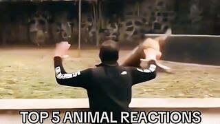 #shorts #funny #cat #dog #animals (41)