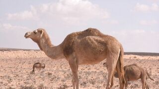 American desert