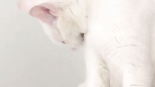Cat broken bones | Recovery from cat bone fractures #pets_birds