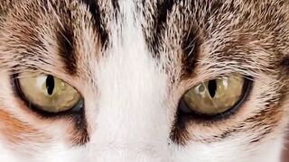 Diagnosing bone fractures in cats #pets_birds