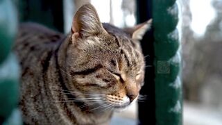 Orthopedic injuries in cats | Cat bone fractures #pets_birds