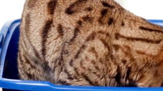 8 recipes to eliminate cat diarrhea #pets_birds #cat_diarrhea