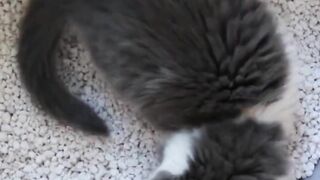How to prevent cats from diarrhea #pets_birds #cat_diarrhea