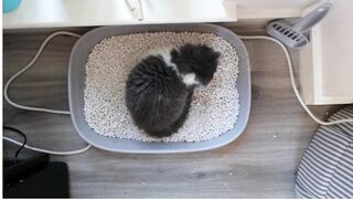 Effective Home Remedies for Treating Cat Diarrhea #pets_birds #cat_diarrhea