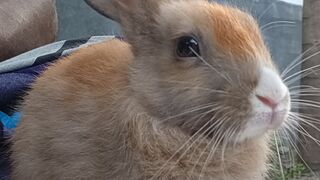 Name is Golu
