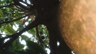 Natureza