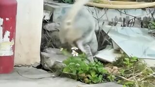 بلی اور چوہے کا کھیل