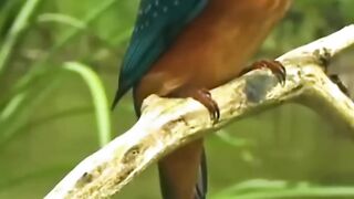 Bullet Train Inspired By Kingfisher #science #sciencefacts #bullettrainjapan.