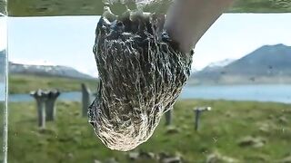 Eiderdown #science #sciencefacts #eiderdown #iceland.