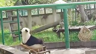 funny video plz like and SUBSCRIBE to my channel