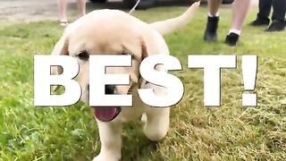 The First 7 Things You NEED To Teach Your Puppy