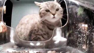 Miss Cutie Patootie ????: The Cutest & Roundest Cat is back