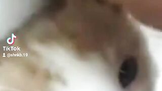 #catlover