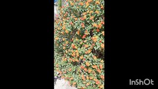 Flowers lover