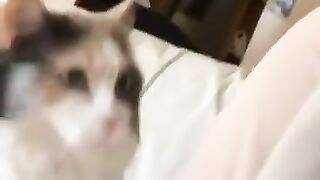 A cat pokes you with his head because he wants you to pay attention to him