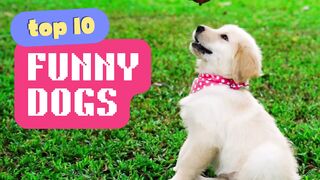 Funny Dogs