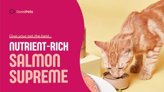 Salmon Nutritious food for cats