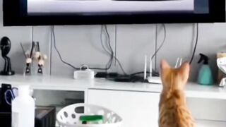 WATCH TILL THE END