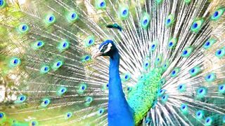 animal video