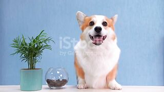 Funny ???? dogi little .