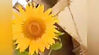 Sunflower flower with Quranic recitation