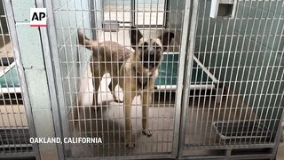 Pet owners could find more rental options under California bill.