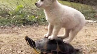 Puppy on the tortoise