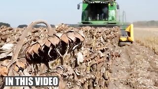How to Harvest Sunflower Seed