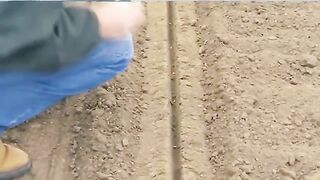 Harvesting MILLIONS Of Tons Of PEANUTS