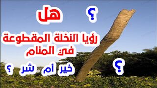رؤيا النخلة المقطوعة فى المنام هل هى خير ام شر ؟؟؟ | رؤية النخلة فى المنام | shoft_manam#