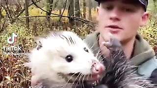 Guy Goes For A Walk And Comes Upon A Opossum And Shares Facts